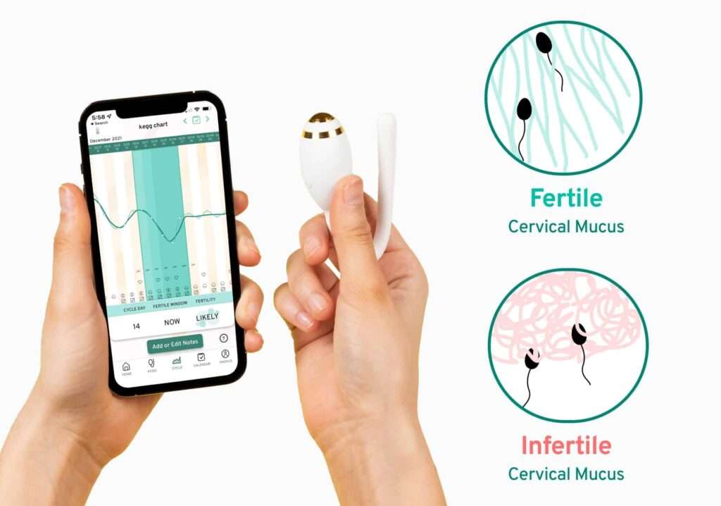 fertile non fertile cm min 1024x718