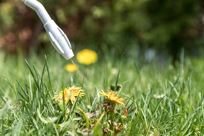 spraying herbicide on dandelion