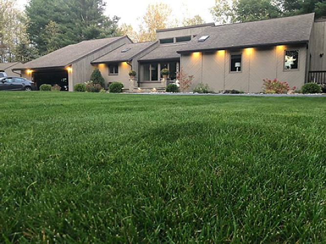 Traditional vs. Sunday’s Weed Control: Which One Is Best For Your Lawn?