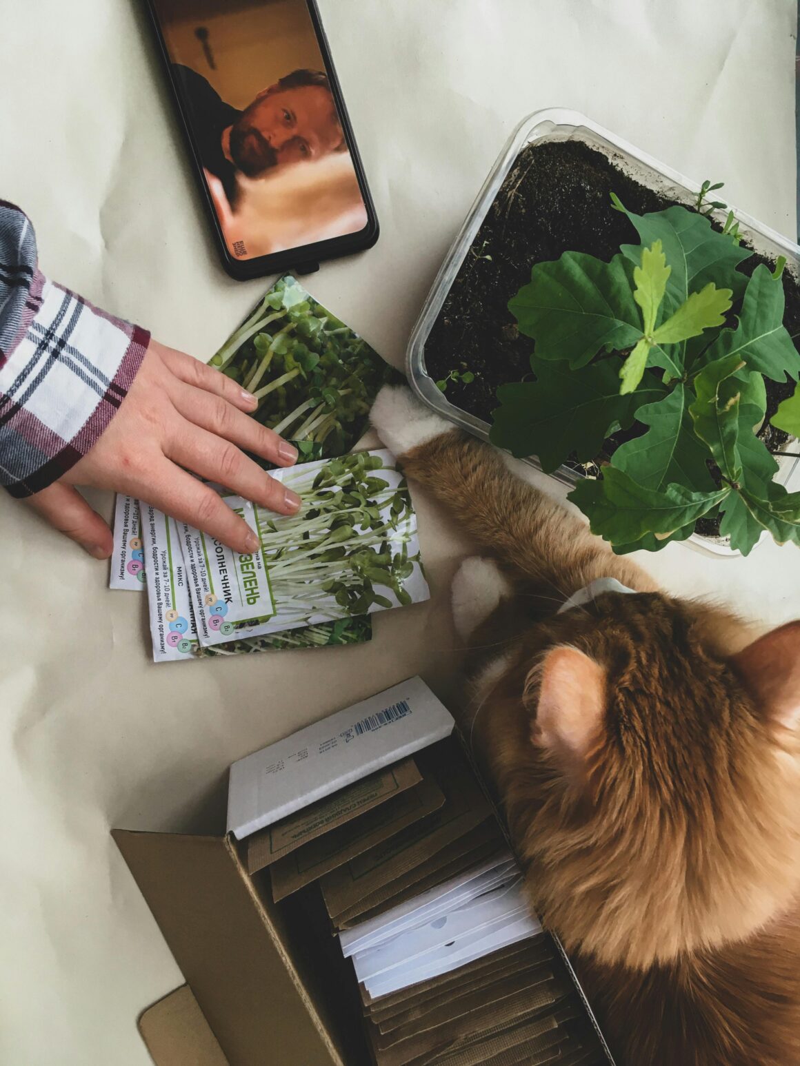 pexels lily flower 1160x1547