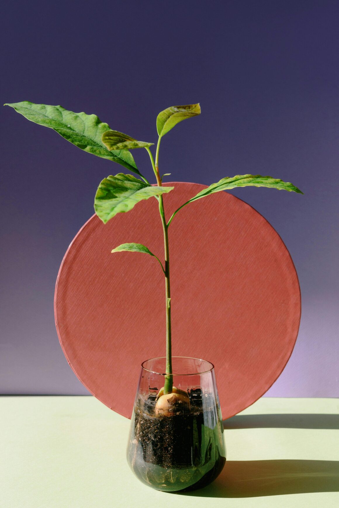 pexels kseniachernaya 7318145 1160x1738