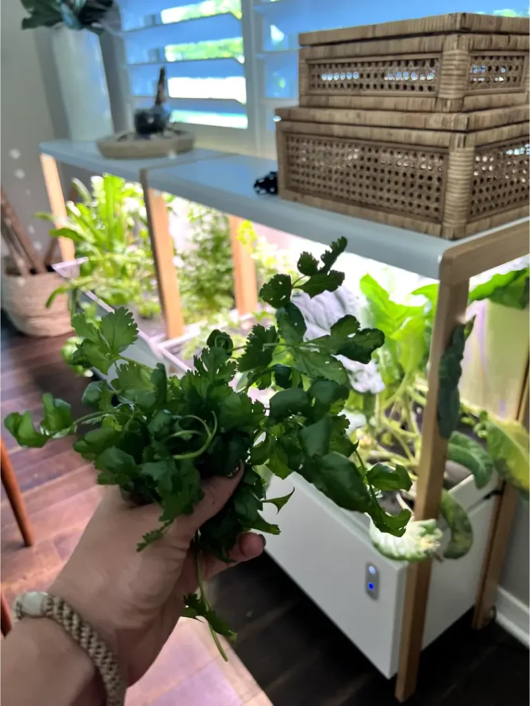 cilantro harvest 1 769x1024 1