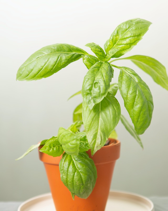 potted basil potted basil