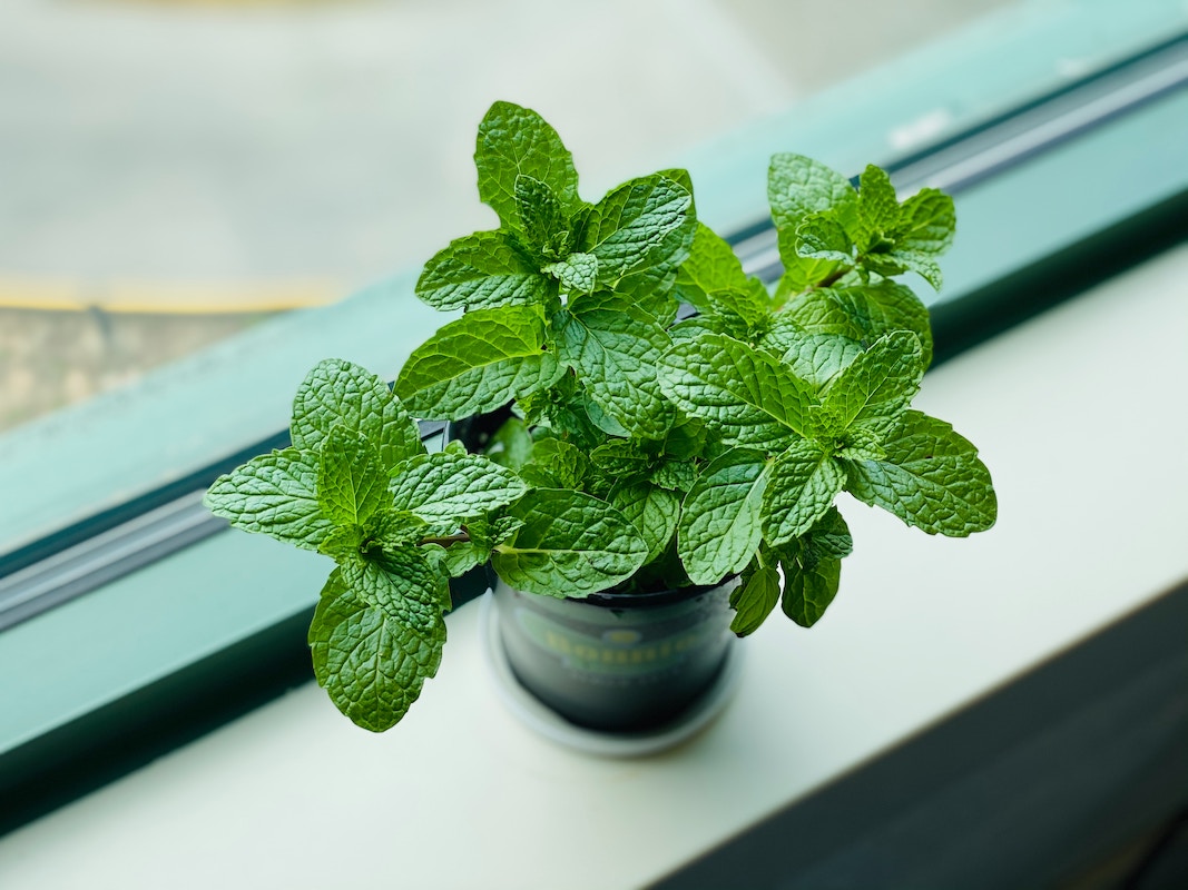 potted mint potted mint