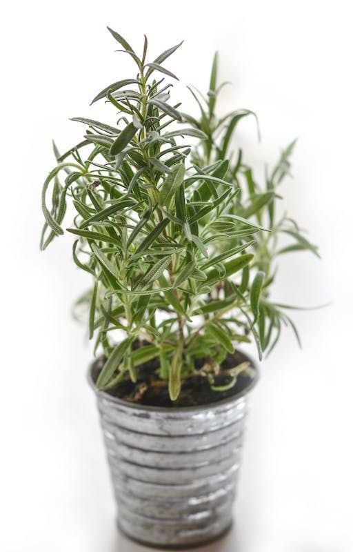 potted rosemary potted rosemary