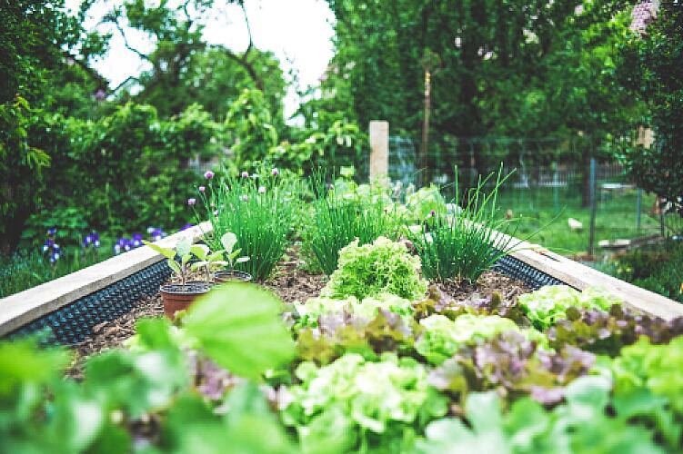 The Easiest Vegetables to Grow in Your Garden