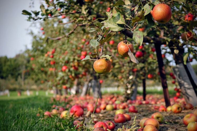 A Beginners Guide to Fruit Trees