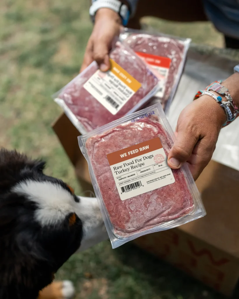 at bickelco bernese mountain dog man with packets copy 819x1024