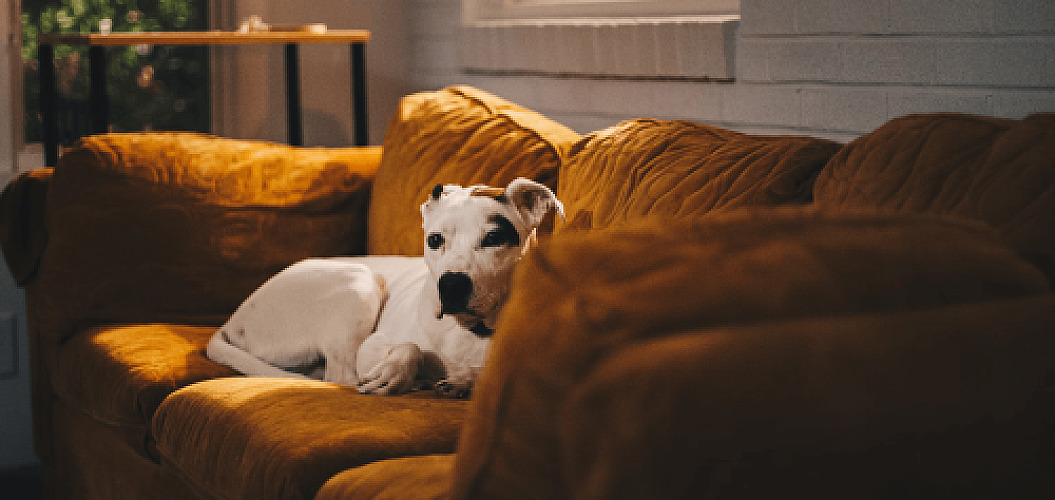 How to Create a Pet-Friendly Home That’s Stylish and Comfortable