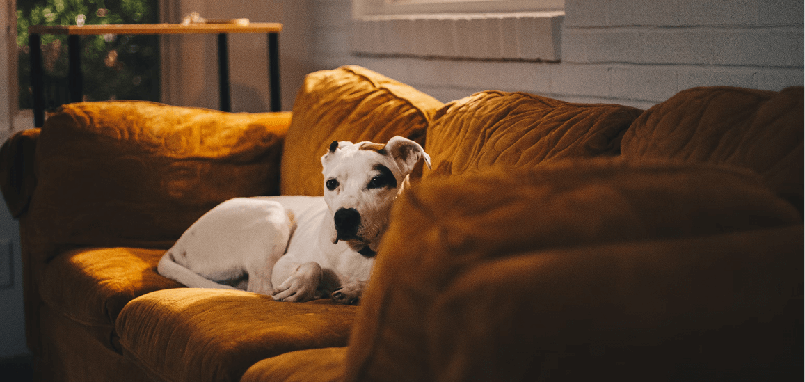 How to Create a Comfortable Pet-Friendly Home (That&rsquo;s Still Stylish)