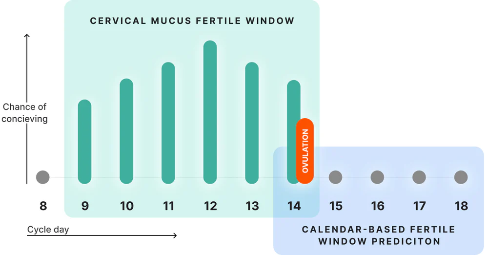 calendar-based fertile window prediection