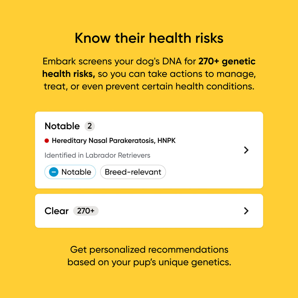 dog DNA health  screening service for 270+ health risks on a yellow background