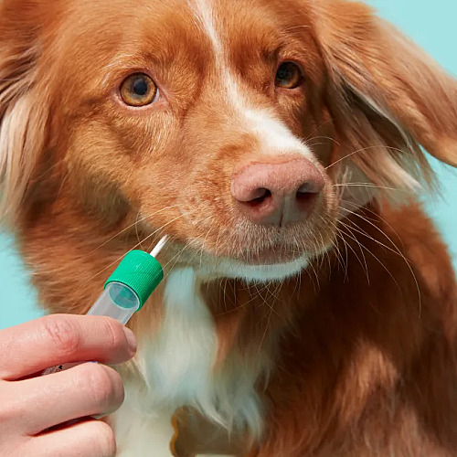 Dog DNA Test Buyer’s Guide: What Comprehensive Breed and Health Screening Means for Your Pup