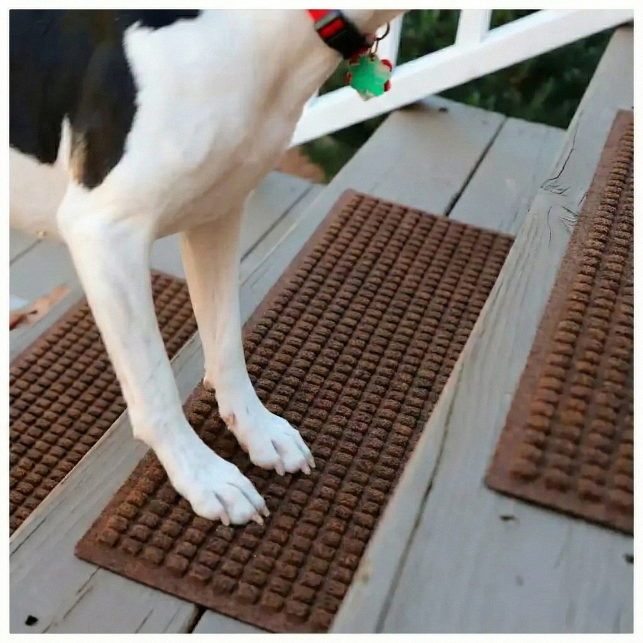 waterhog-shortenednails