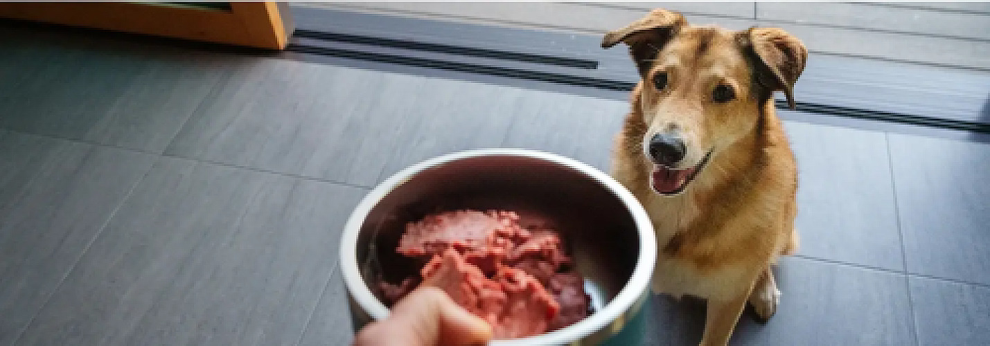 Real Talk: Inside the Online Movement Changing How Dog Parents Feed Their Pups