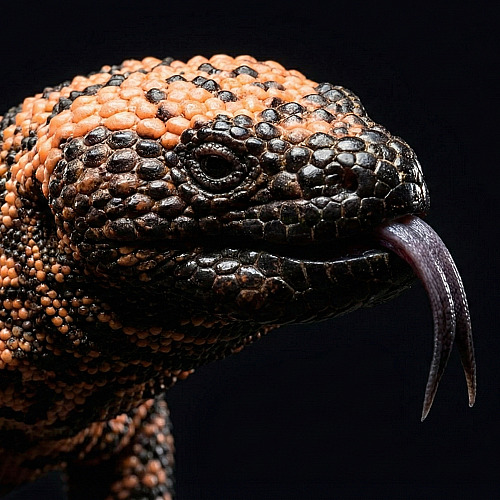 A Brief History of GLP-1 Medications: From Diabetes Drug to Blockbuster Weight Loss Treatment