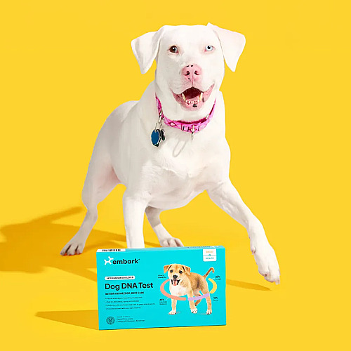 How DNA Testing Predicts Your Dog’s Allergy Risk