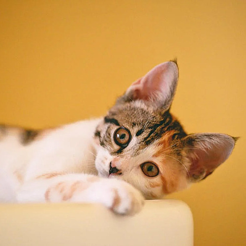 Why Does My Cat Do That? 5 Weird Feline Behaviors Explained