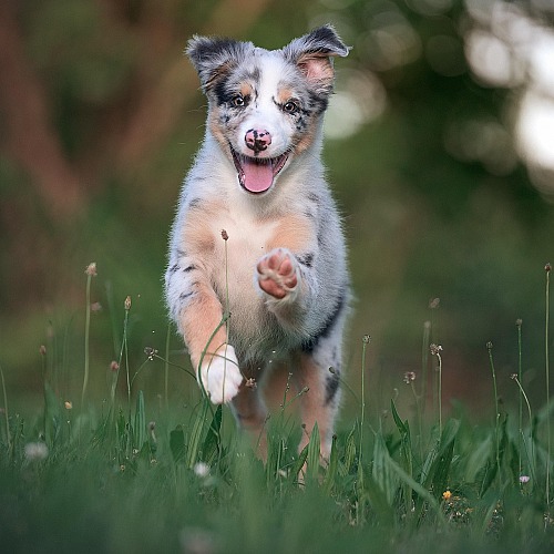 Spring Prep Pet Checklist: Is Your Dog Set for the Season?