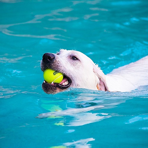 The 10 Best Spring Activities to Do With Your Dog