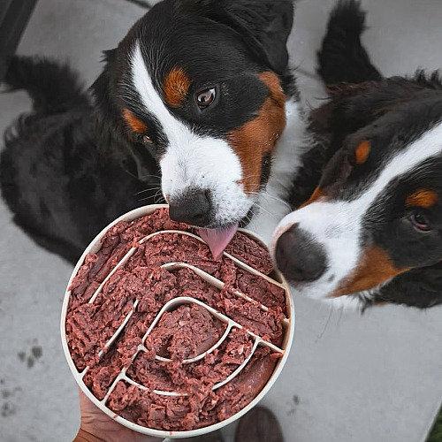 Real Talk: Inside the Online Movement Changing How Dog Parents Feed Their Pups