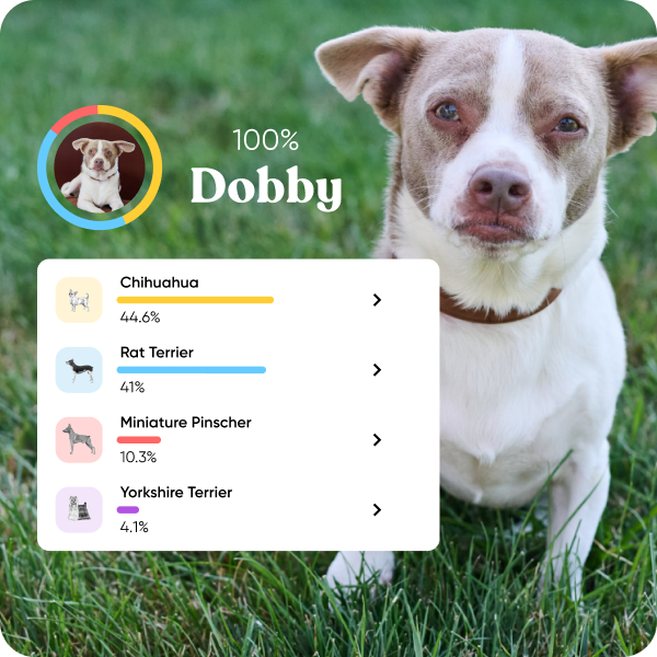 Mixed breed dog with breed breakdown chart