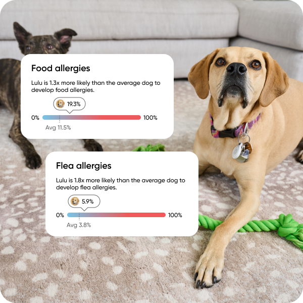 Two dogs with allergy risk scores displayed