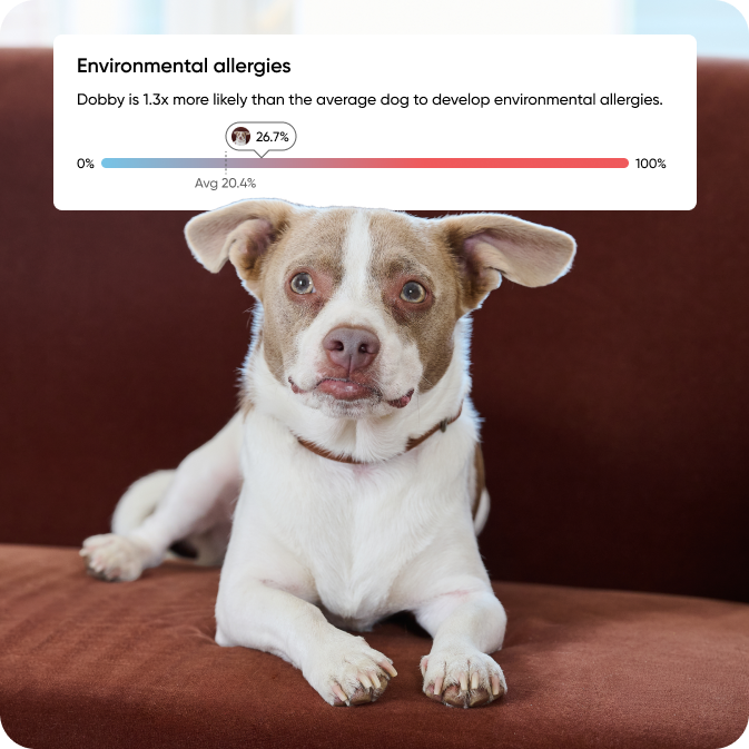 Dog on couch with environmental allergy risk chart