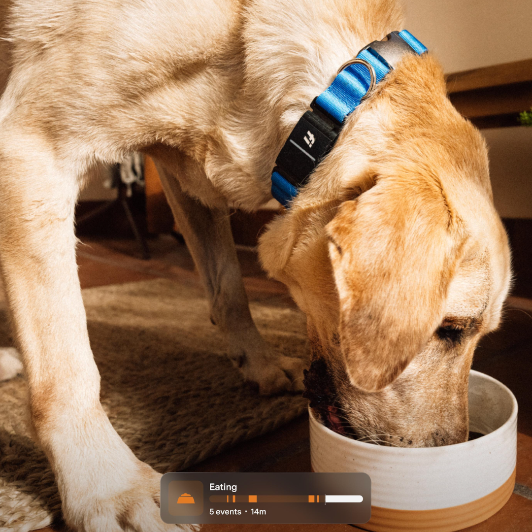 Dog wearing a blue fi tracking collar while eating
