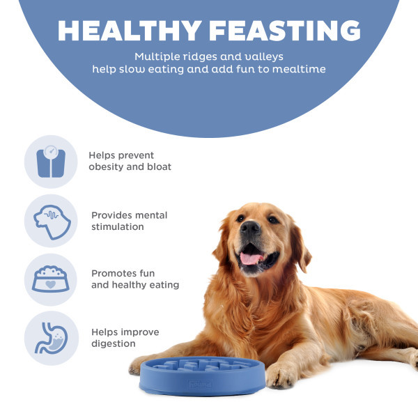 Fun Feeder Slo Bowl Golden retriever lying next to a blue Fun Feeder Slo Bowl