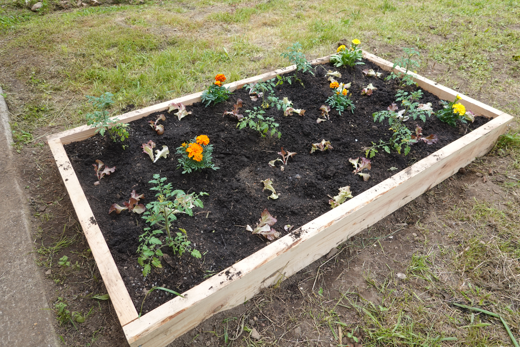 Raised garden bed with young plants and marigolds showing a beginner vegetable garden layout