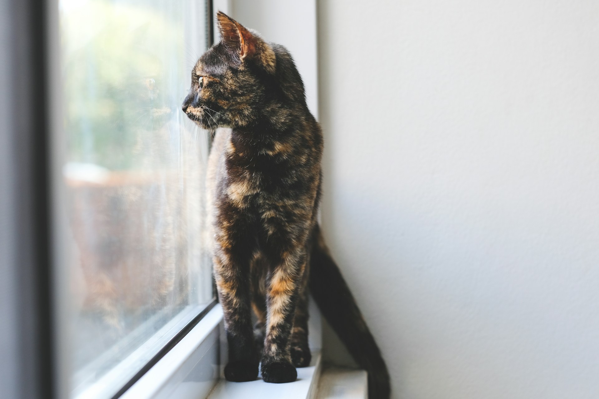 Tortoiseshell cat looking out a window, showing a good cat enrichment idea