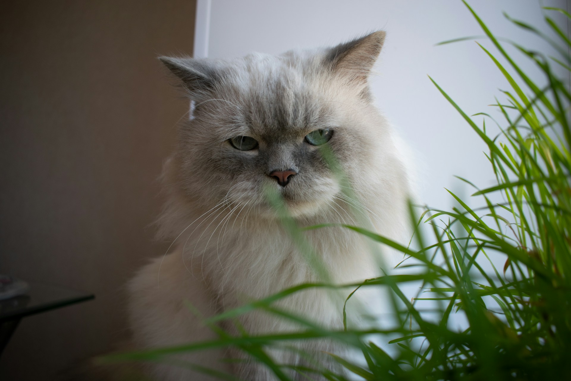 Fluffy cat sitting near green plants