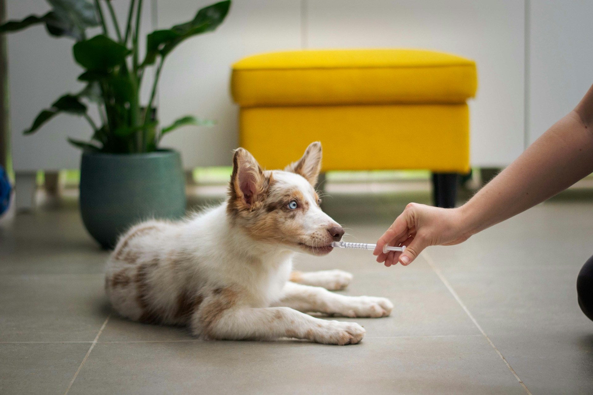 Puppy lying down as a hand administers medicine through a syringe into its mouth