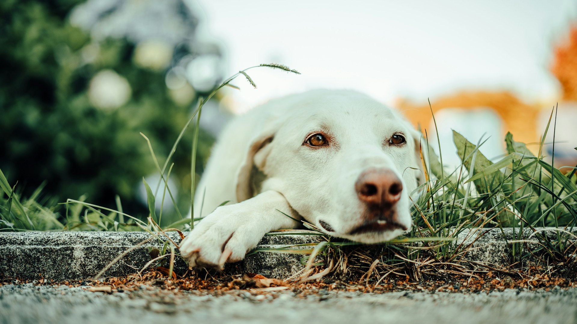 A dog with a white coat lying on the grass