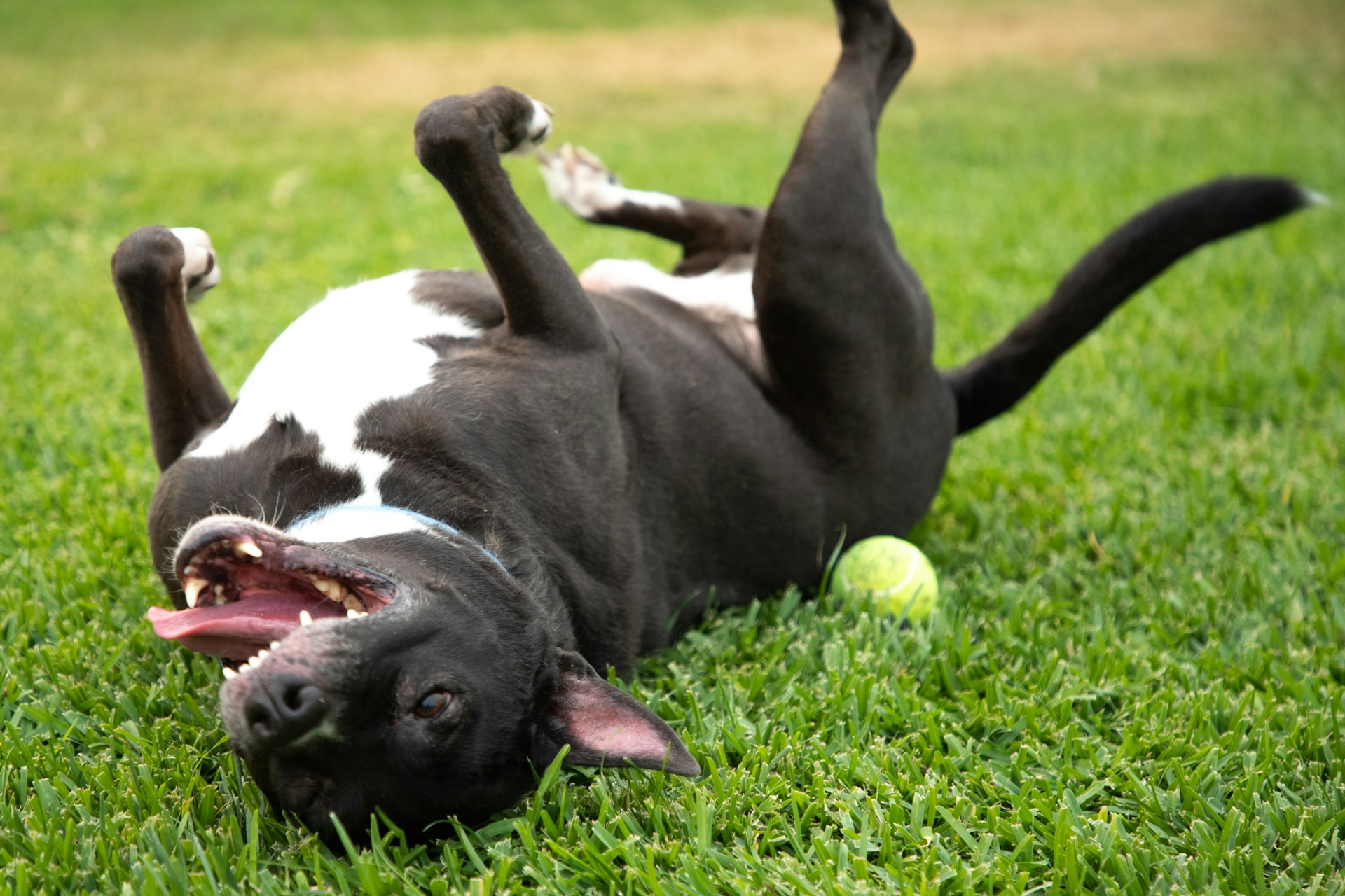 Black and white dog rolling in the grass next to a tennis ball