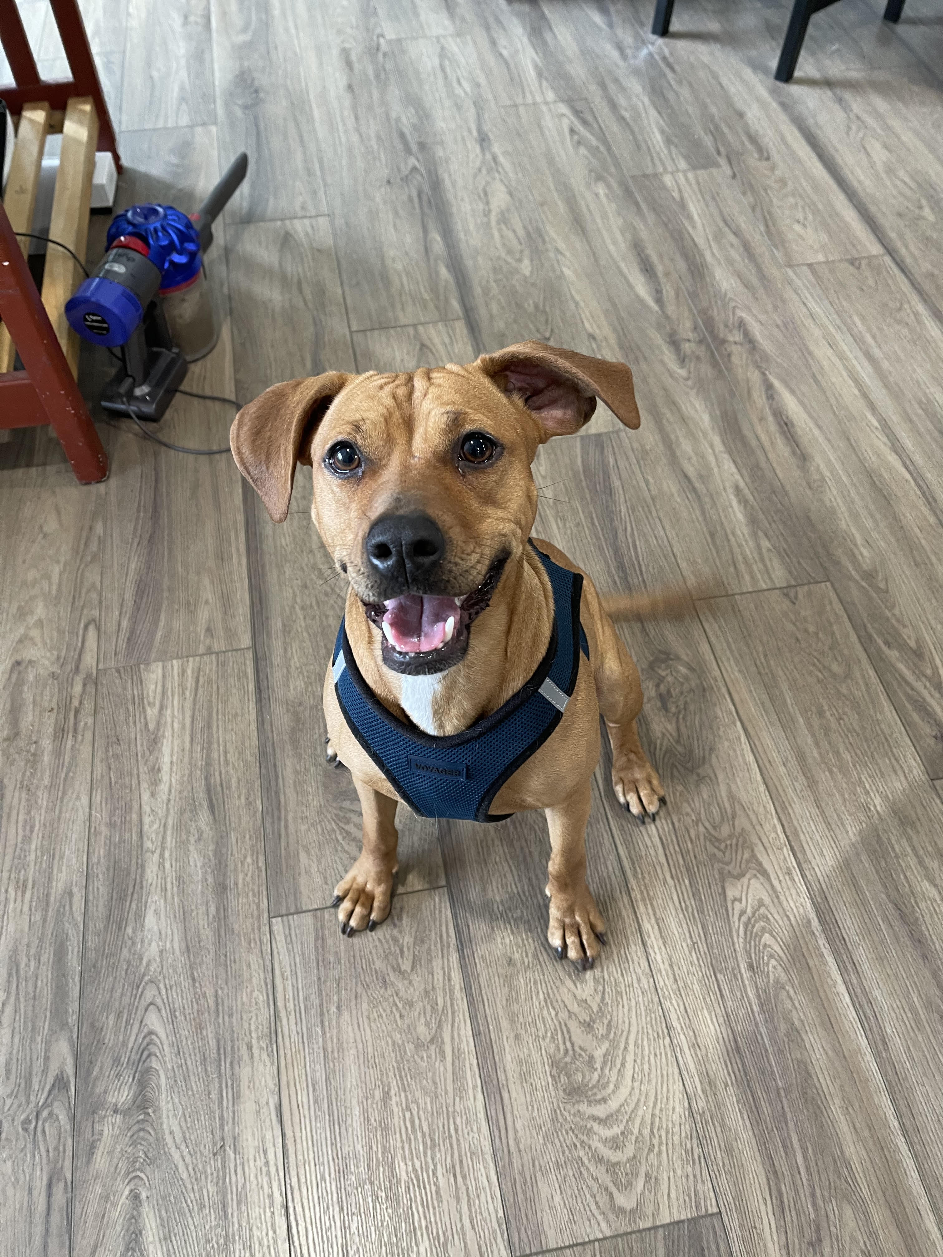 Happy Dog Sitting on Wooden Floor Morgan's dog Belle sits and looks up at the camera, wearing a harness