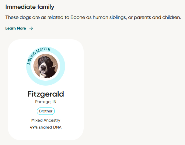 Fitzgerald: Boone’s Sibling with 49% Shared DNA Dog named Fitzgerald identified as Boone’s sibling with 49% shared DNA