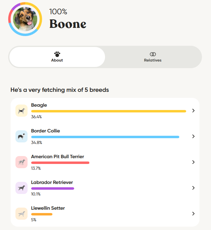 Boone’s Breed Composition Dog breed composition showing a mix of five breeds
