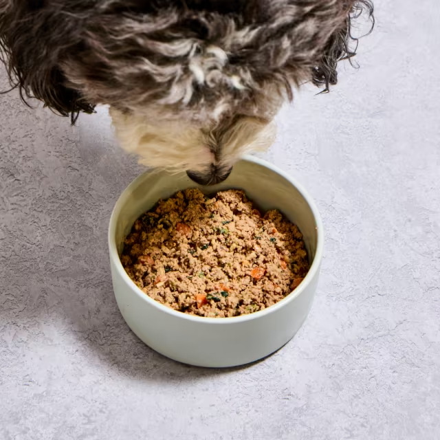 Dog about to eat fresh dog food from a bowl