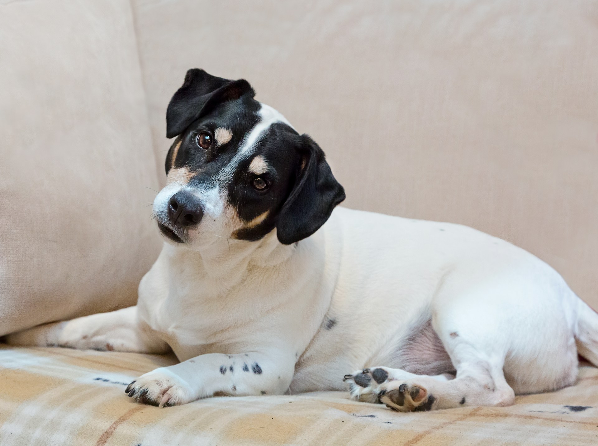 Black and white Jack Russell Terrier lying on a couch, tilting its head
