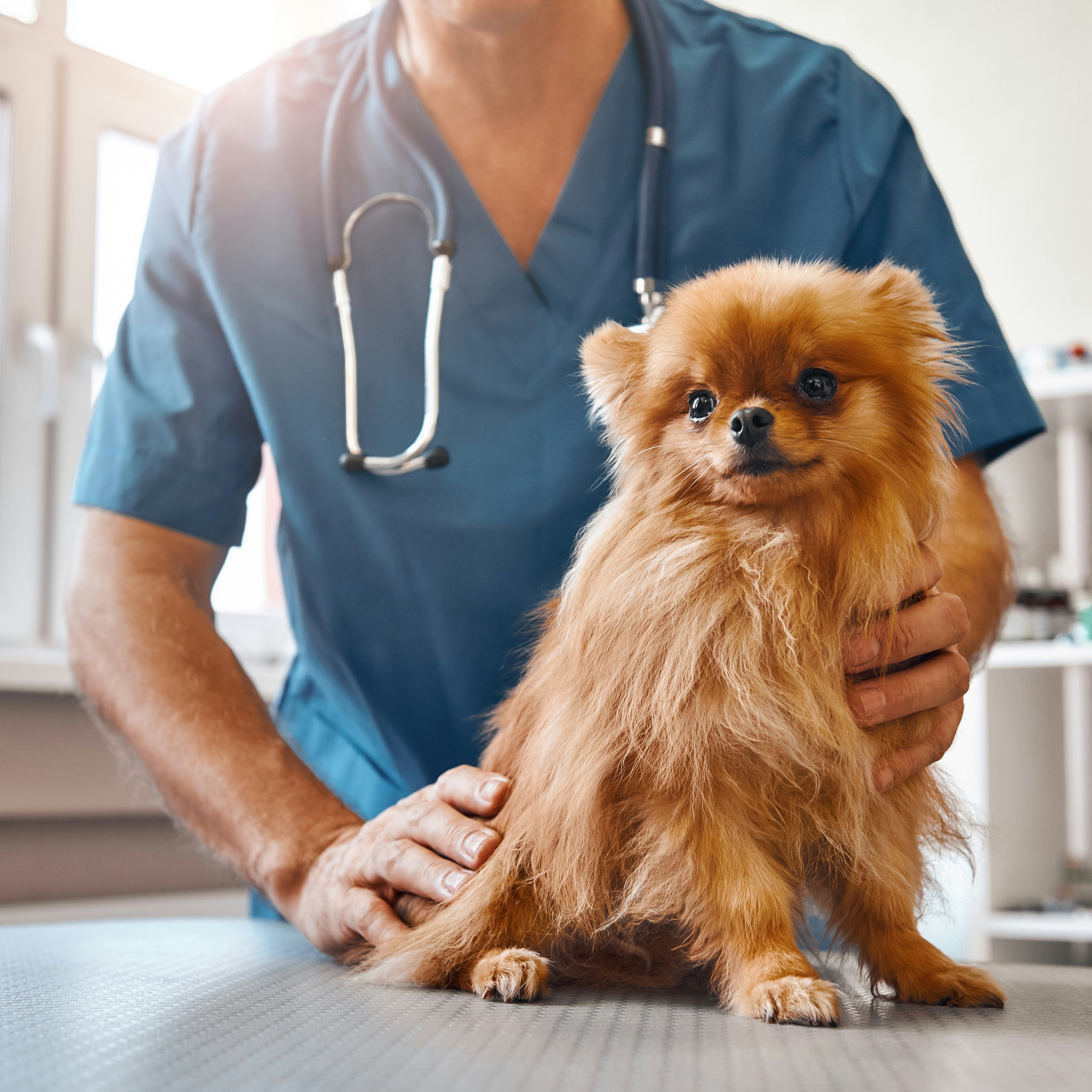 A veterinarian examines a small dog on a clinic table.
