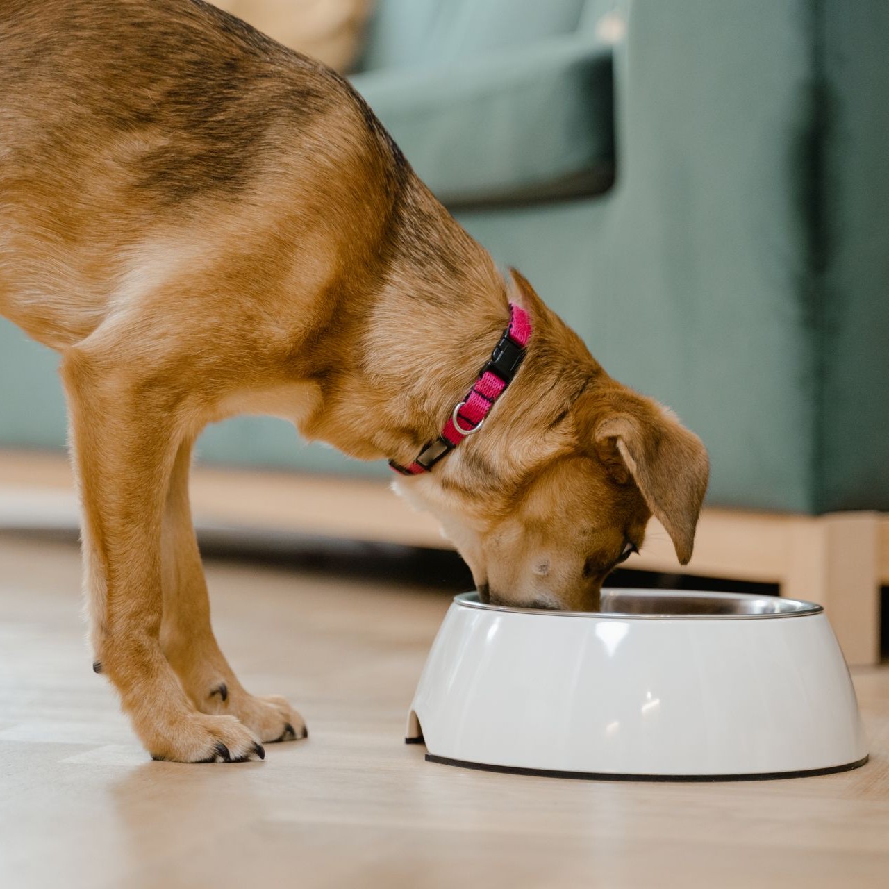 A dog with a red collar eats from a white bowl on a wooden floor