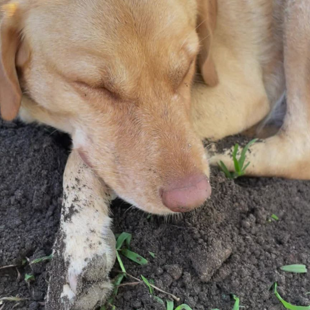 Dog With Dirty Paws Dog with dirty paws napping in the garden