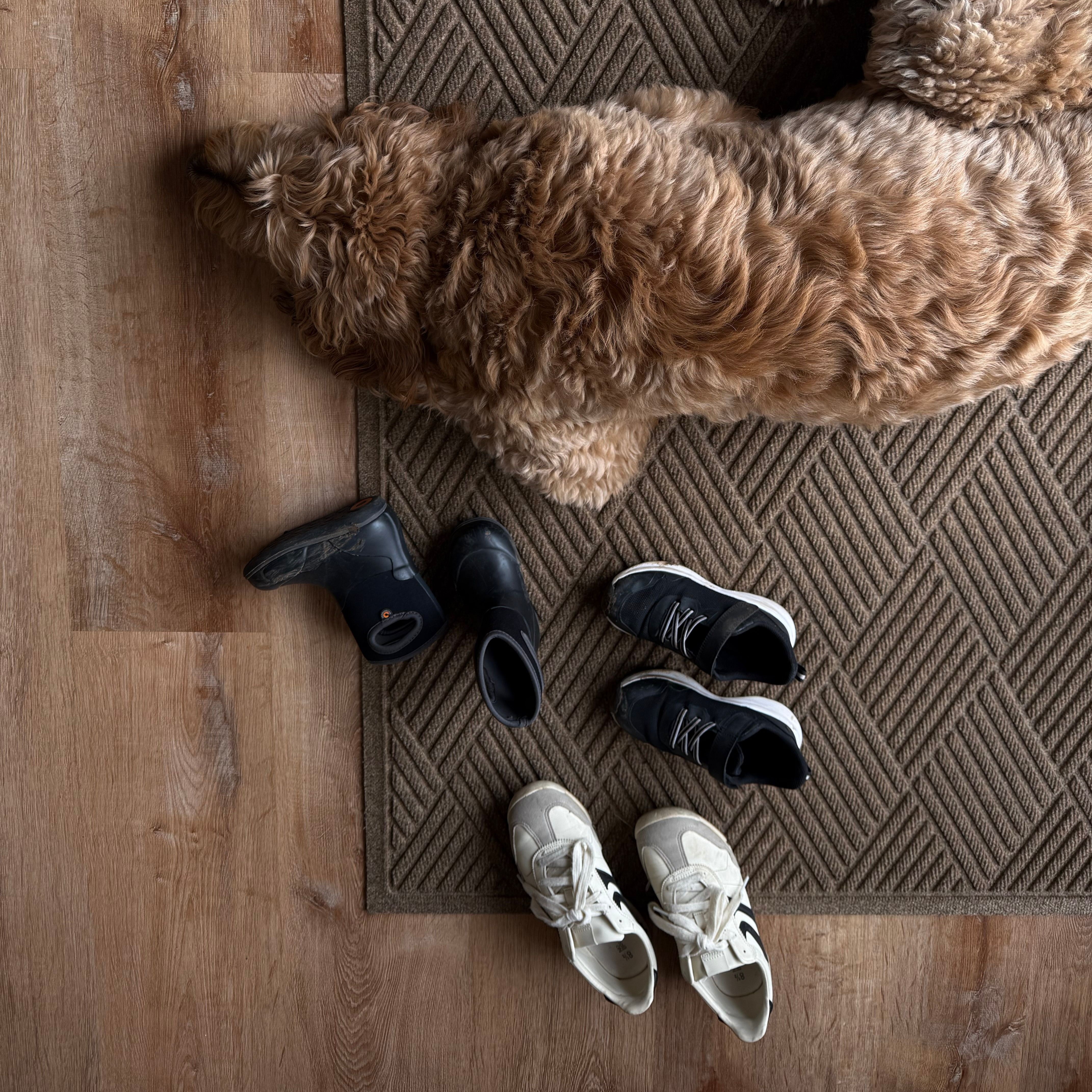 Dog and Shoes on WaterHog Mat A dog lies on a WaterHog mat next to various shoes on a wooden floor