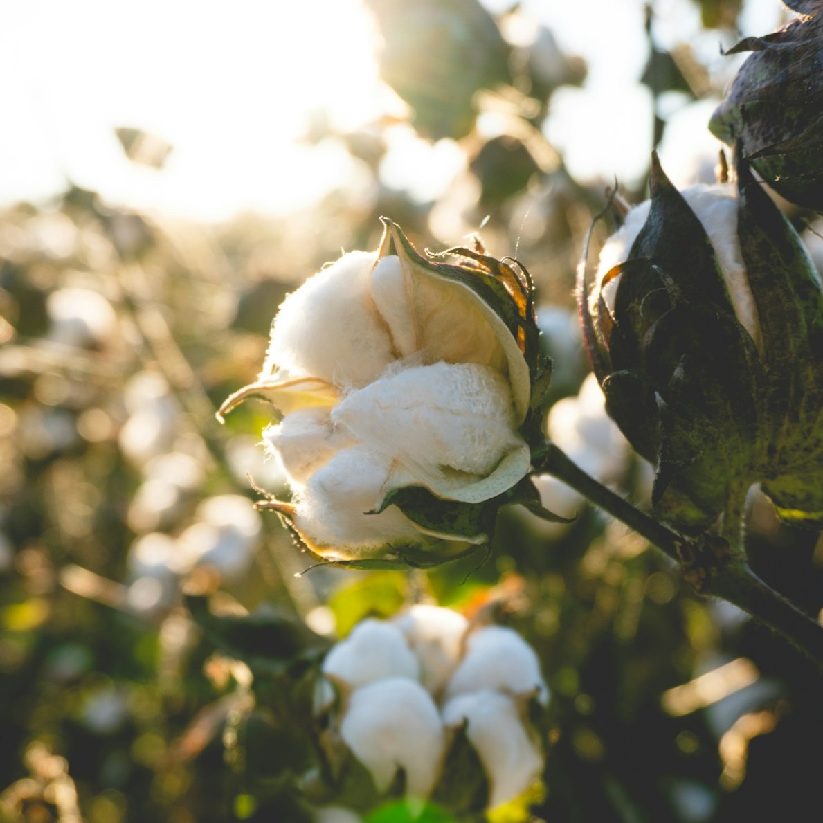 Cotton Bolls in Sunlit Field Cotton bolls on plants in a sunlit field