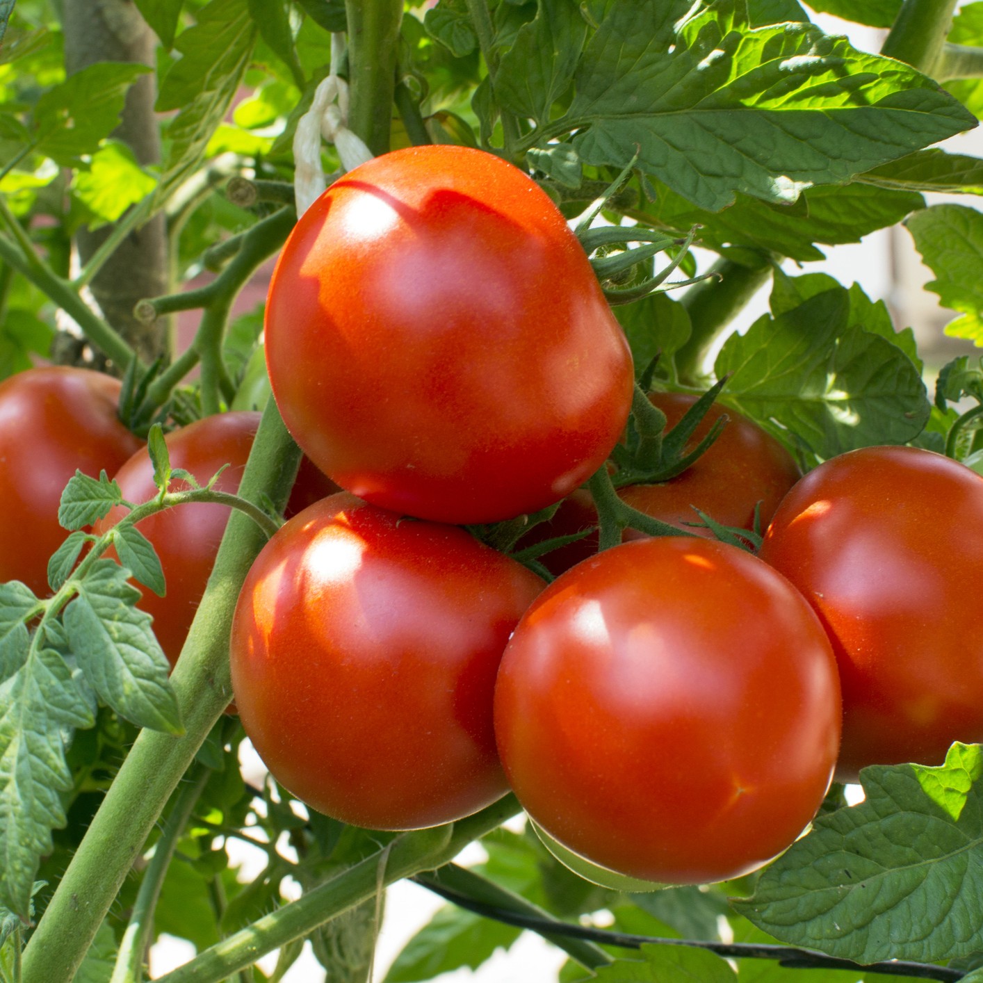 Ripe tomatoes hang on a vine