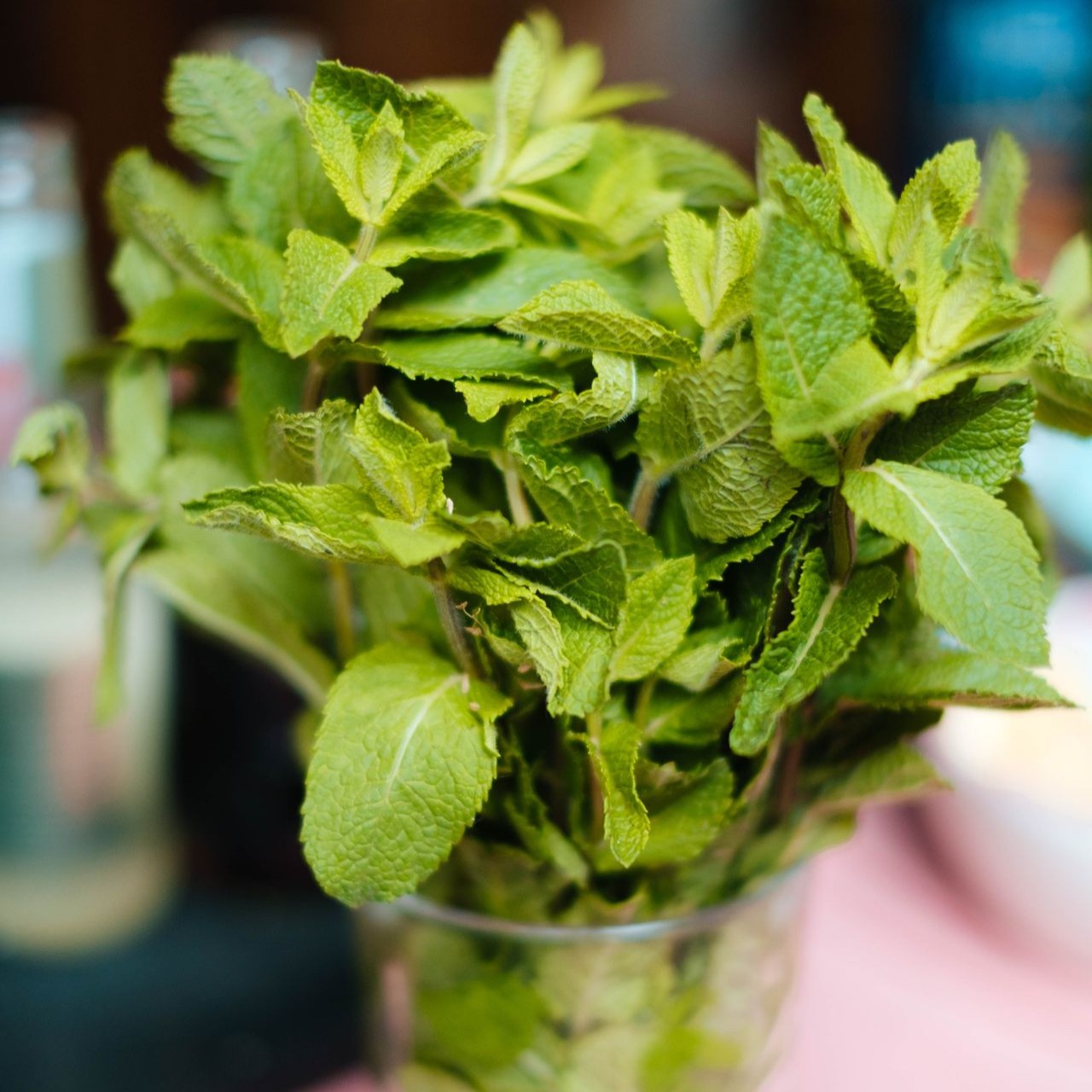 Fresh mint leaves stand in a glass, showcasing vibrant green color and freshness
