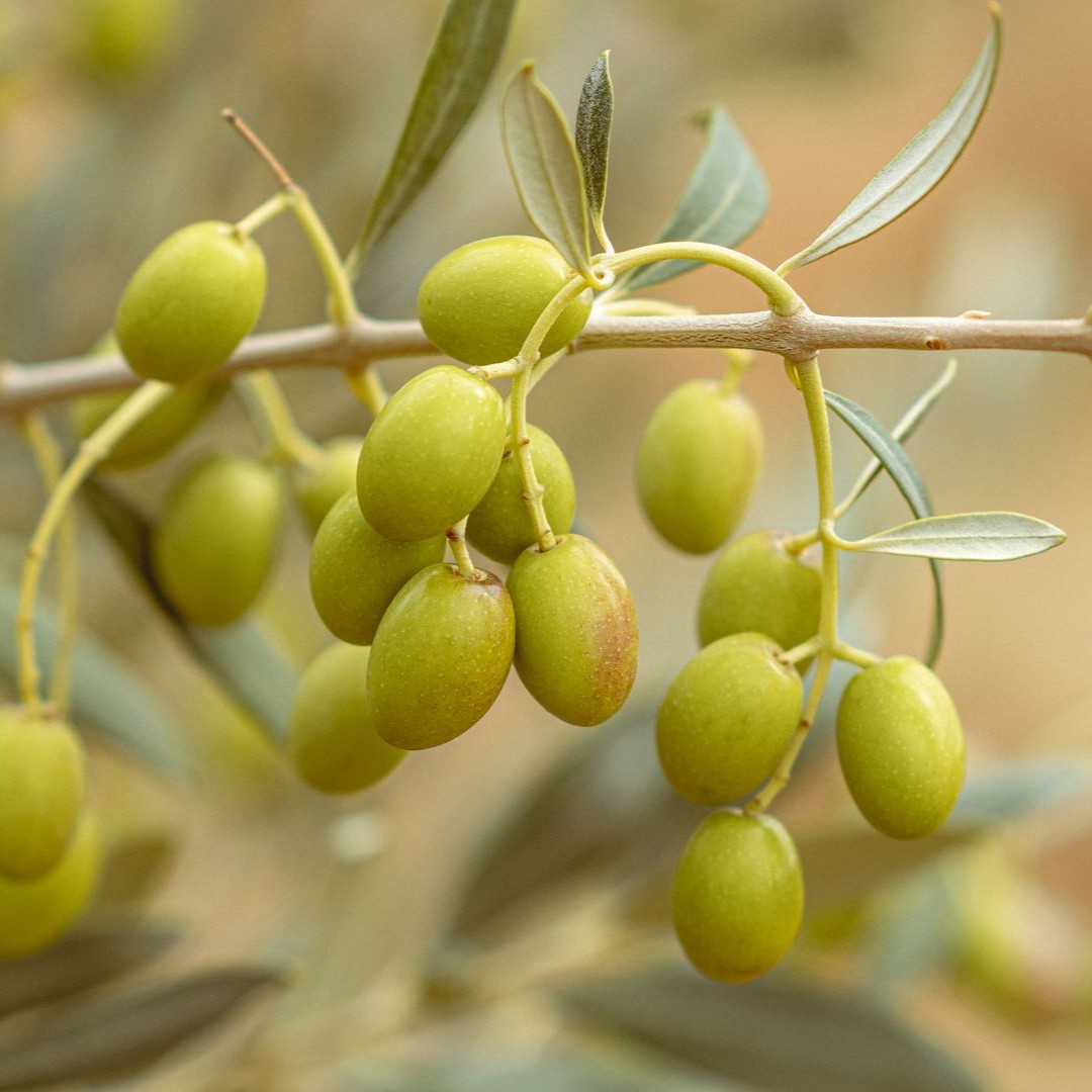 Green Olives on a Branch Green olives hang from a branch with silvery leaves in a grove