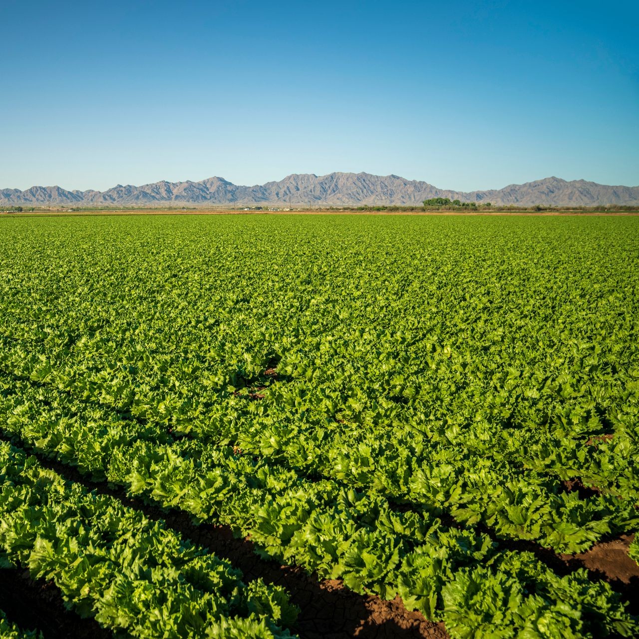 Vast lettuce field stretches towards distant mountains under a clear sky